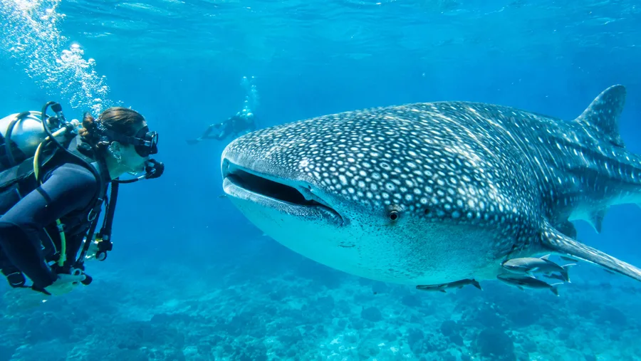 Shark and Whale Shark Scuba Diving in Cancun