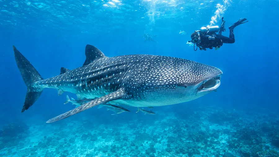 Shark and Whale Shark Scuba Diving in Cancun