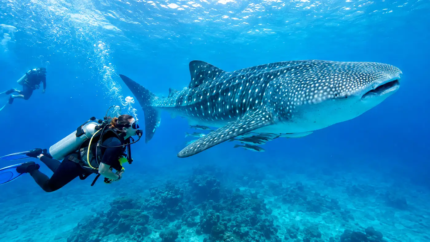 Shark and Whale Shark Scuba Diving in Cancun
